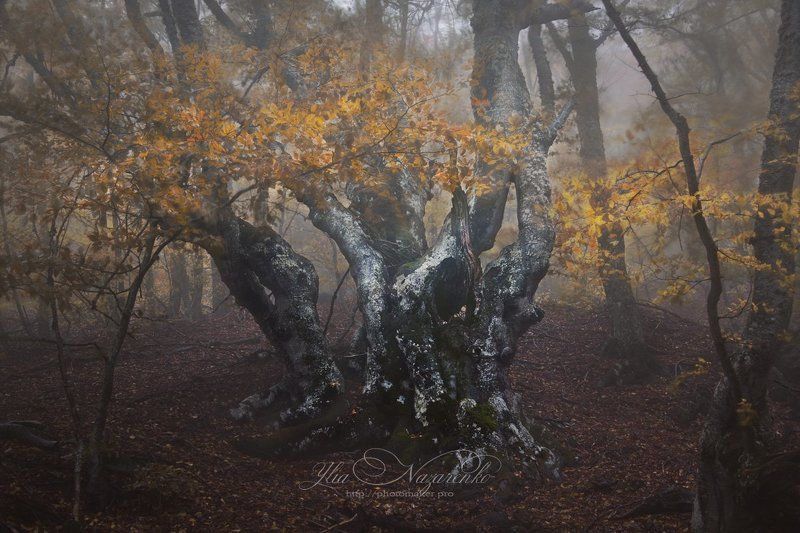 дерево, деревья, туман, дымка, осень, лес, woodland, tree, trees, forest, mystic, myctical, fog, mist, mood, чаща, autumn, мистика, сказка, образ, Зачарованный лес фото превью