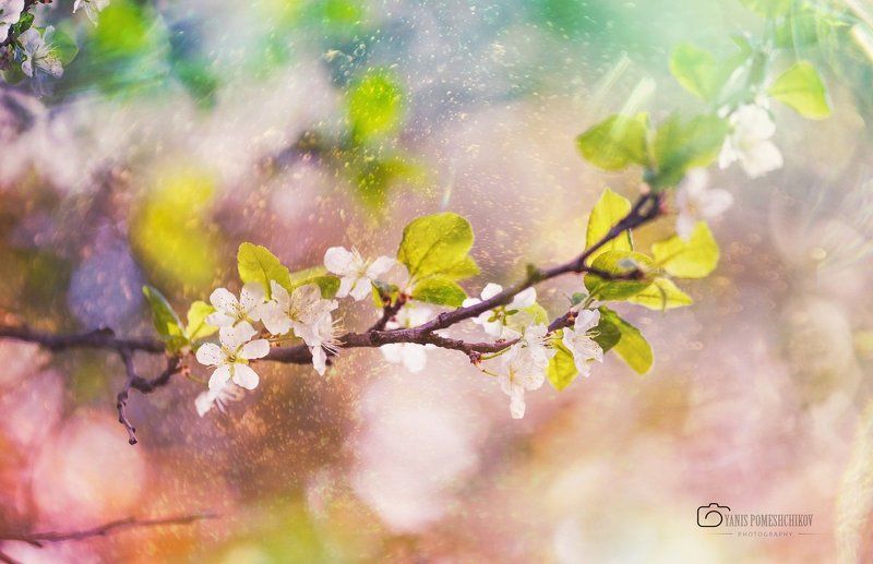 spring,nature,flowering spring фото превью