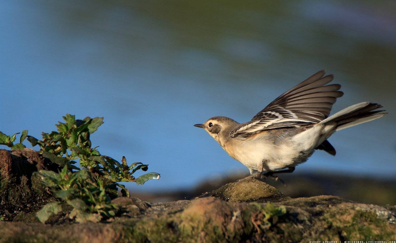 , Алексей Лобанов