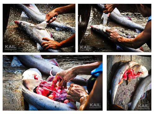 SHARK SLAYER