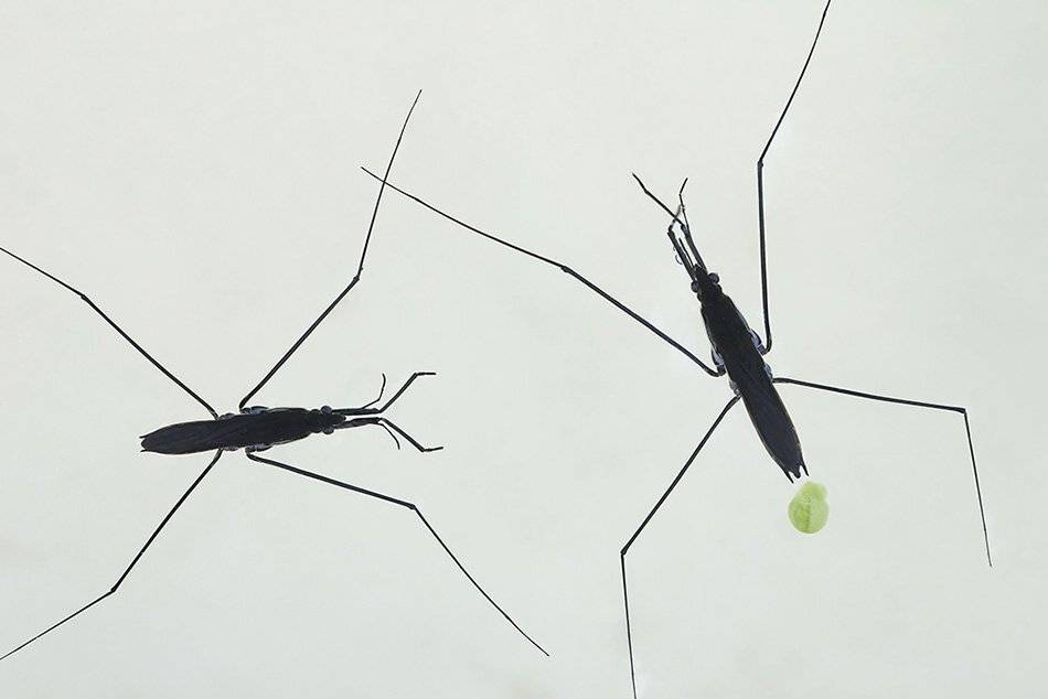 , Иваненко Светлана