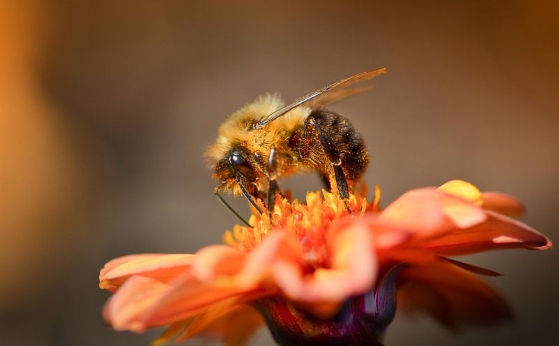 Пчелиные истории фото превью