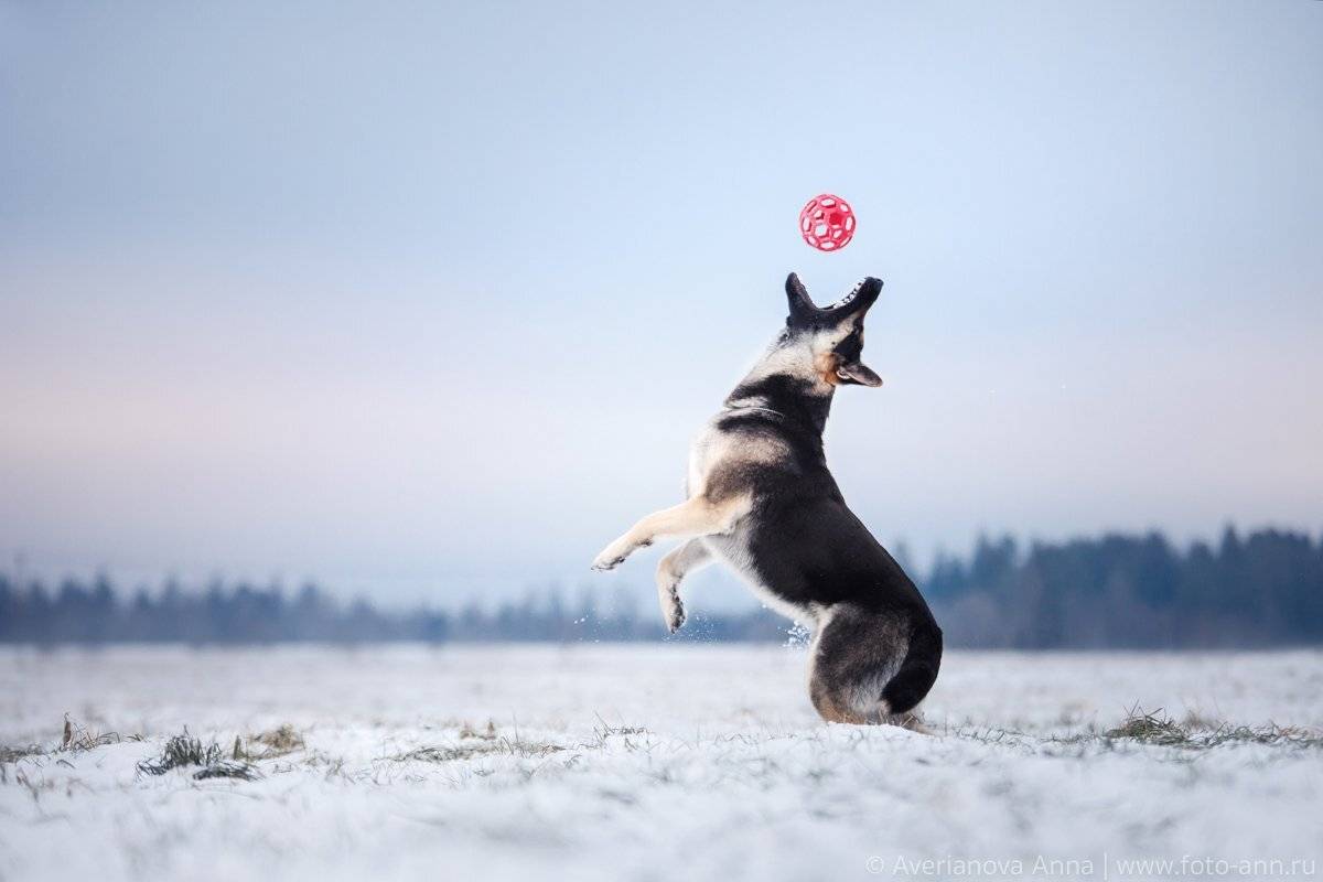 собака, природа, снег, зима, овчарка, Анна Аверьянова