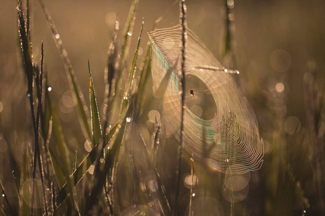 паутина,паук, Андрей Дитковский