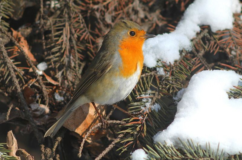 Зимняя зарянка. фото превью