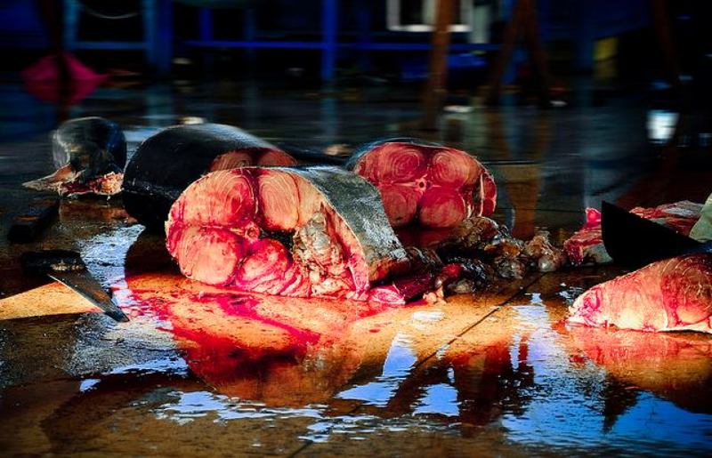 vietnam, shark, slayer, killing, blood, fish, market, ocean, protect, saving, savetheshark, fin, sharkfin, eyeballs, sharkeyeballs SHARK SLAYER фото превью