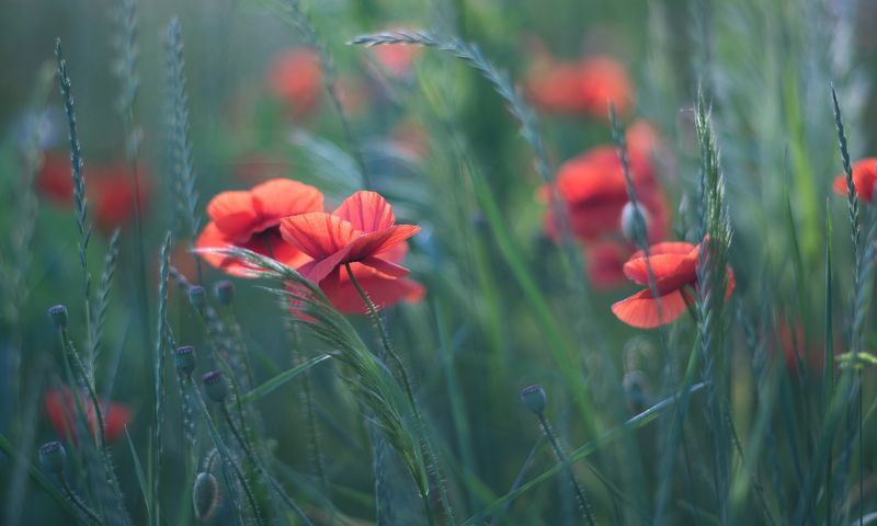 мои любимые... фото превью