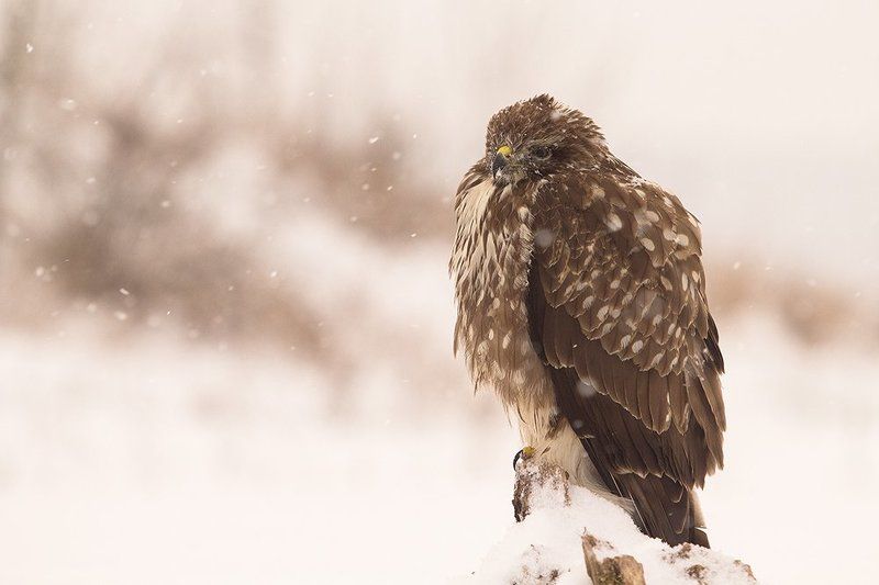 Снегом валит фото превью