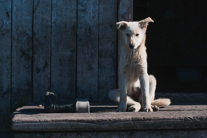 Пес и его сапог фото превью