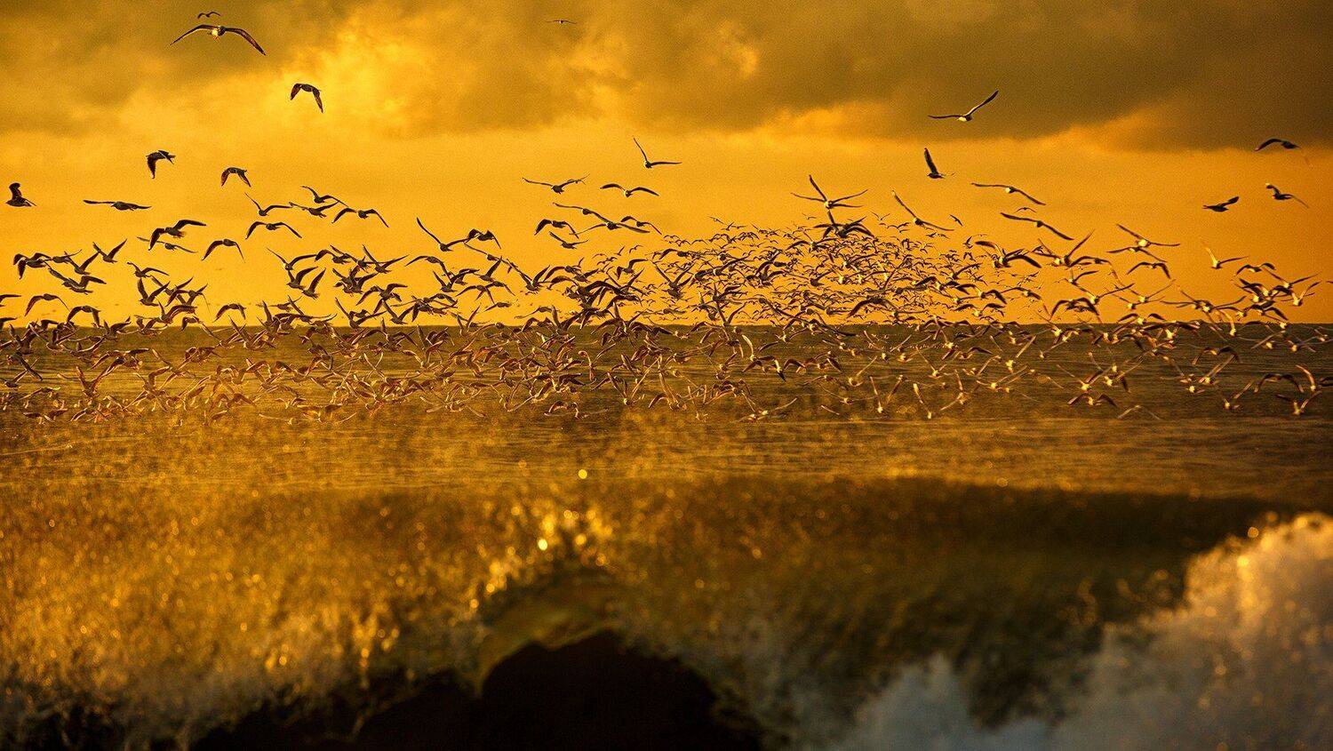 #чайки #море #солнце #шторм #сочи #природа #волны #брызги, Сергей Найбич