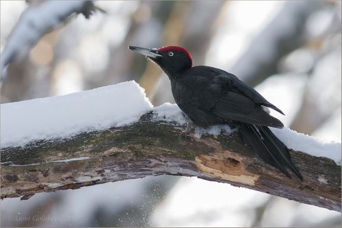 Чёрный доктор