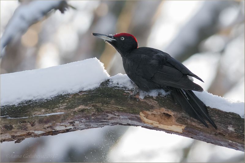 птицы, природа, дятел, dryocopus martius, желна, чёрный дятел, зима, январь, 2017, москва, ботанический сад, гбс Чёрный доктор фото превью