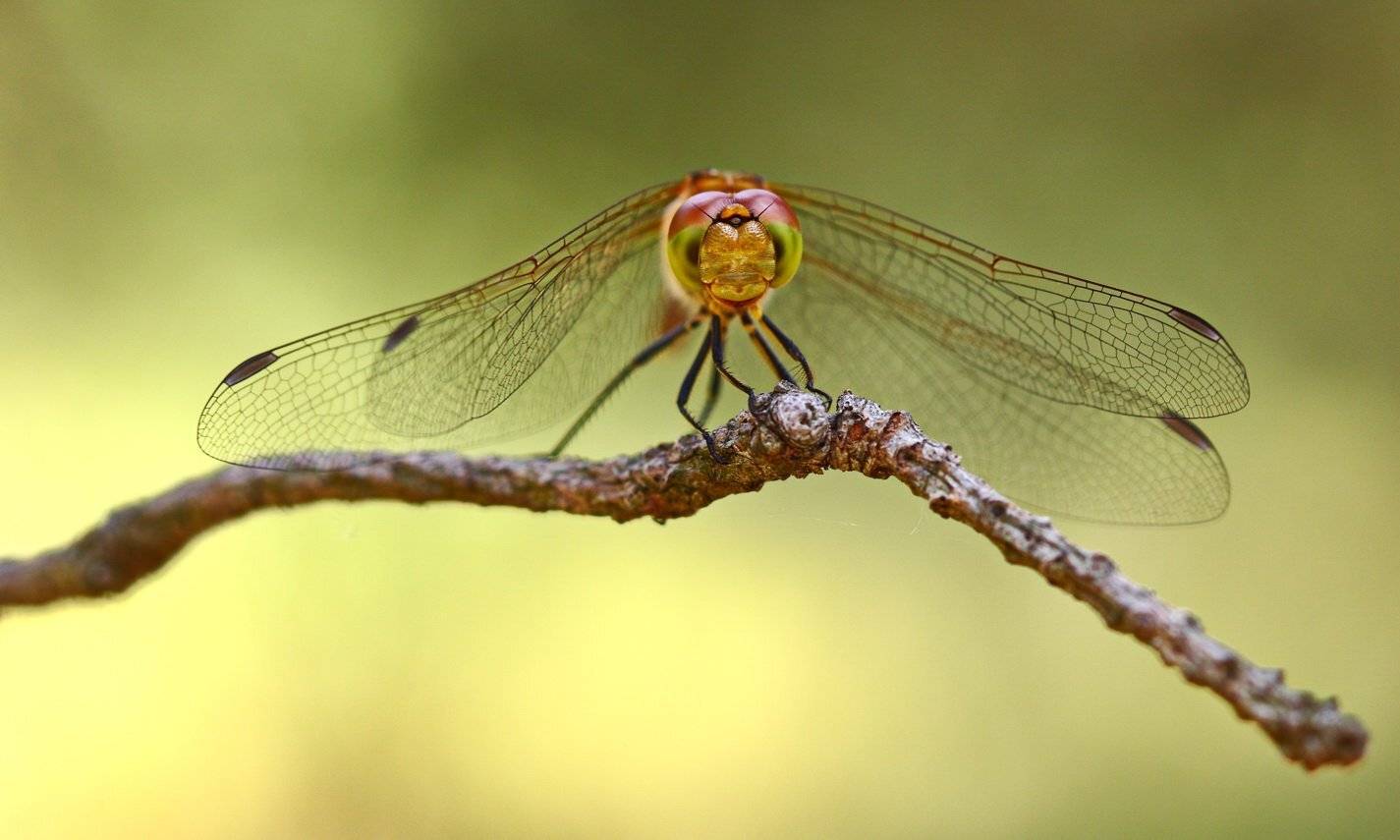 стрекоза, симпетрум, жёлтый, sympetrum, flaveolum, самарский лес, Sergii Markov
