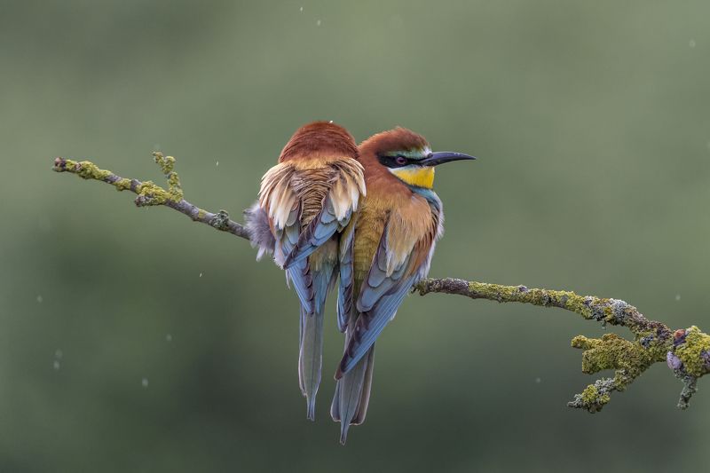 European Bee-eater, Merops apiaster, Birder\'s Corner European Bee-eaters фото превью