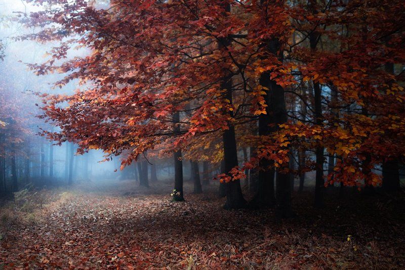 autumn colors фото превью