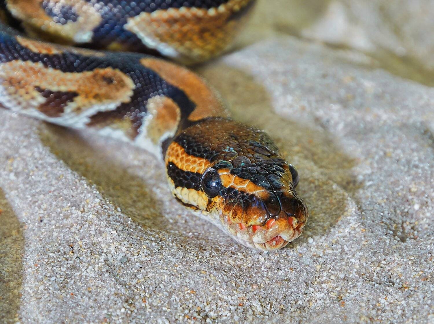 , Олег Богданов