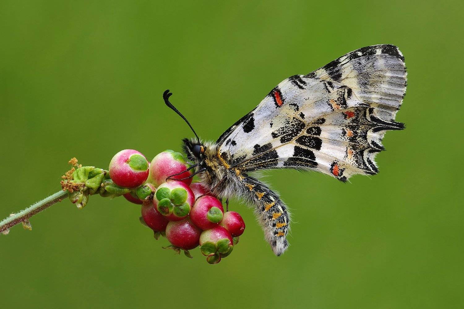 animal,nature,macro,butterfly,flower,balance,details, Savas Sener