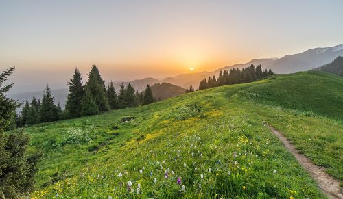 Летнее утро на плато Кок Жайляу.