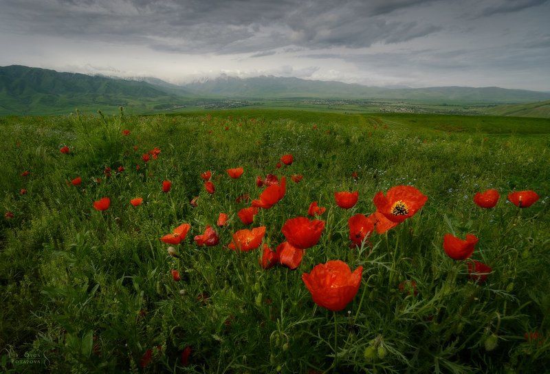* * * фото превью