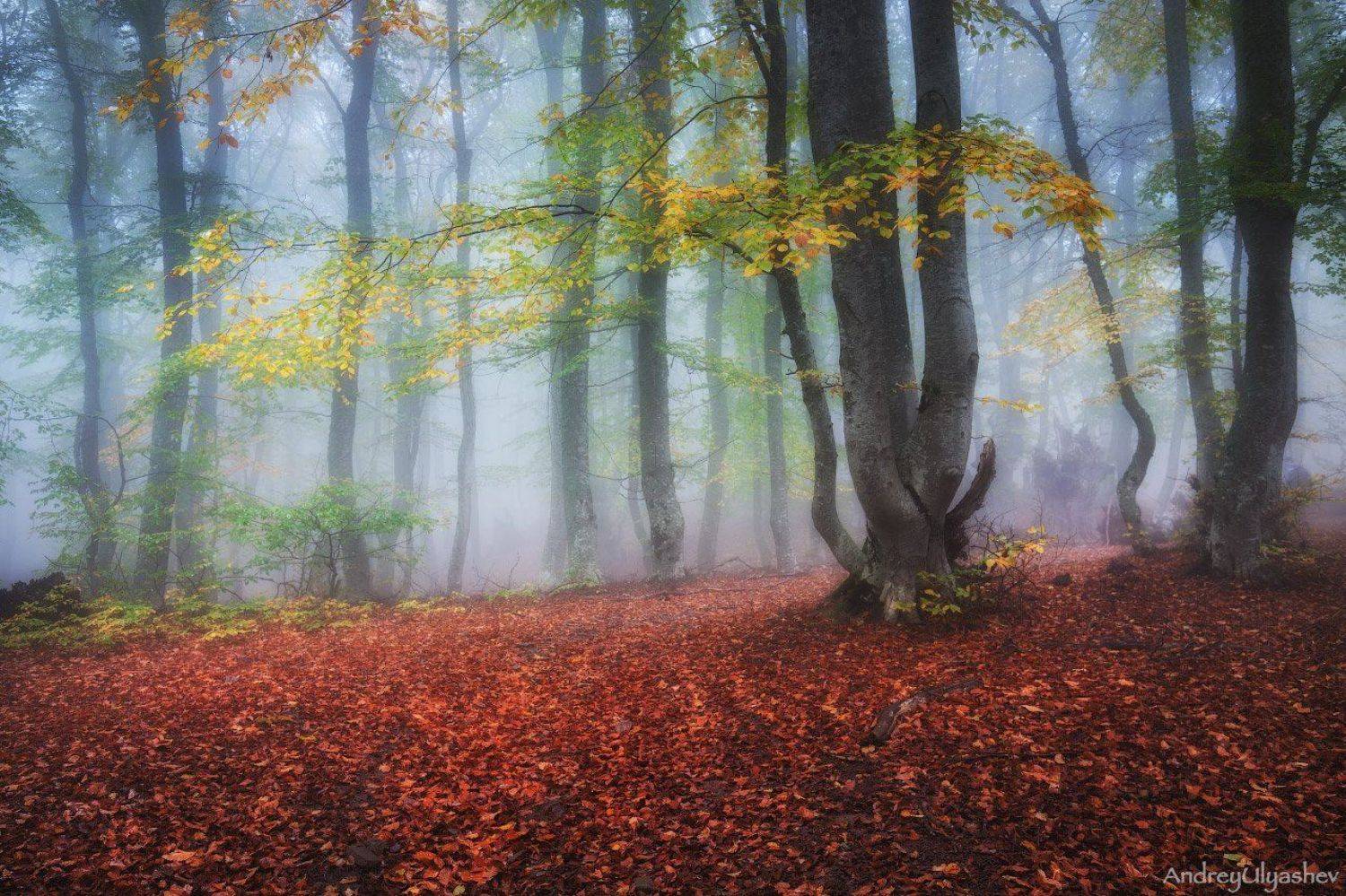 крым, демерджи, осень, лес, туман, Андрей Уляшев