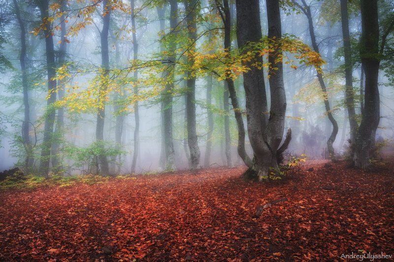 крым, демерджи, осень, лес, туман Осенняя мелодия фото превью