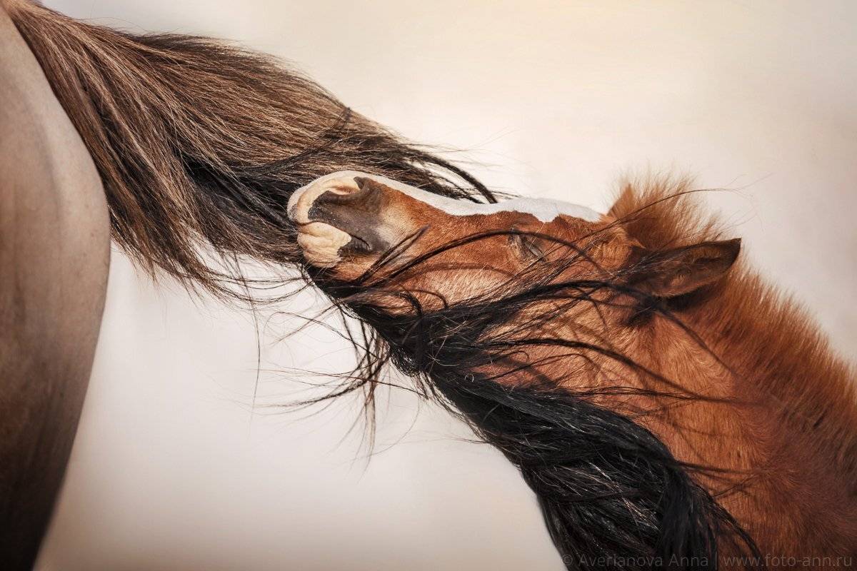 лошадь, мама, жеребенок, животные, Анна Аверьянова