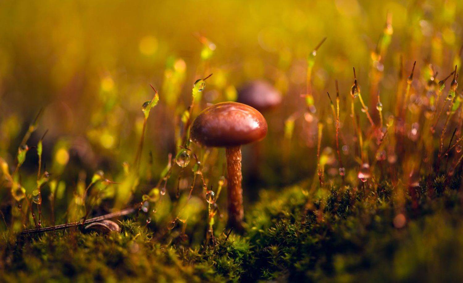 , Галанзовская Оксана