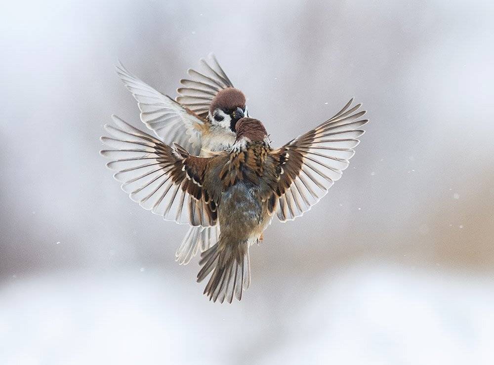 воробьи, Наталья