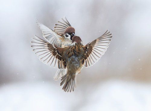 широкие объятья