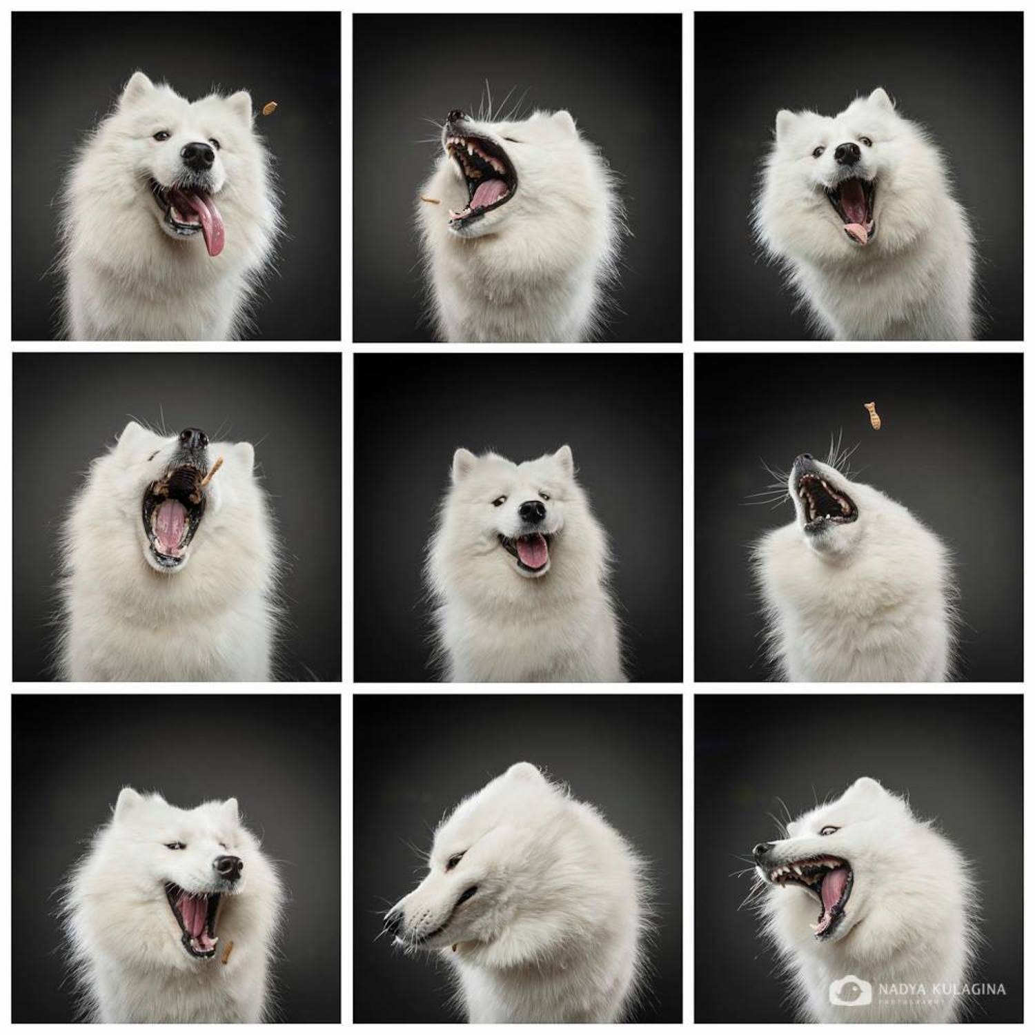 flying food, dog, fun, catching, faces, expression, laugh, amazing, Nadya Kulagina