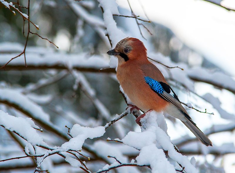*** Первый снег фото превью