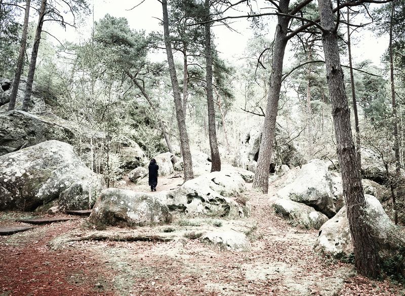 fontainebleau, лес фонтенбло не оглядывайся! фото превью