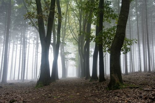 Foggy way
