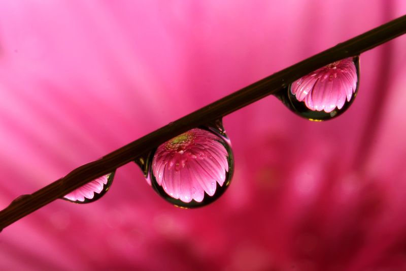 Dew Droplets Macro series фото превью