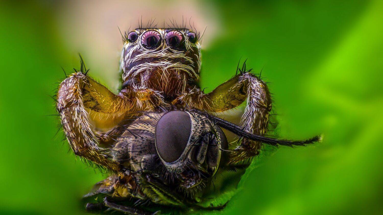 ceclii,macro,lgg4, Tsvetan Ganev