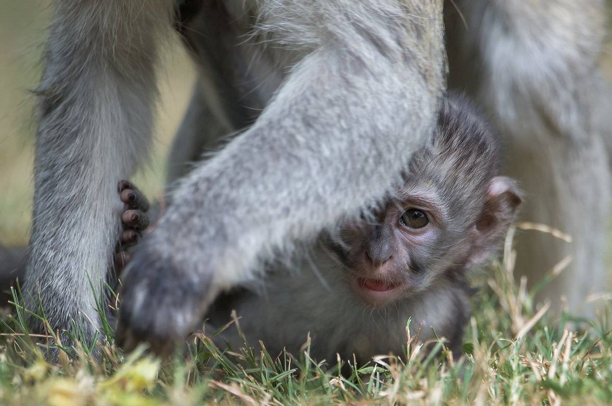 я, Александр Маркелов