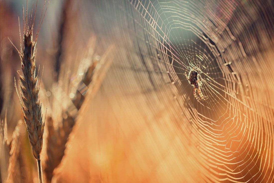 паутина,паук,макро, Андрей Дитковский