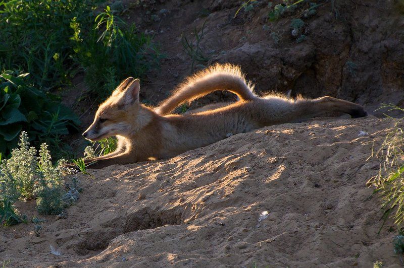 лисята лисята фото превью