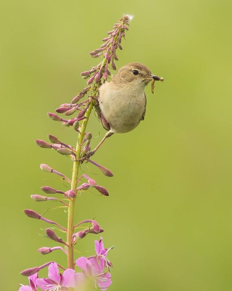 северная бормотушка, Суслов Дмитрий