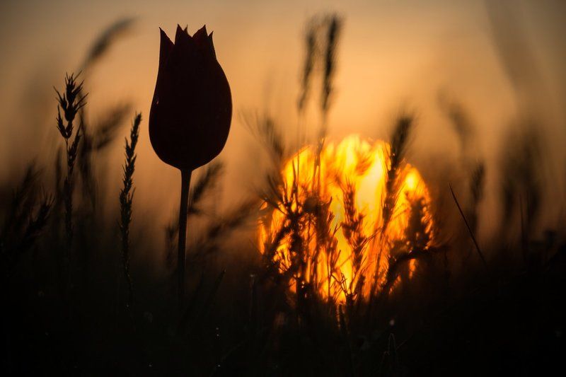 тюльпаны, маныч, калмыкия, весна Тюльпаны на рассвете фото превью