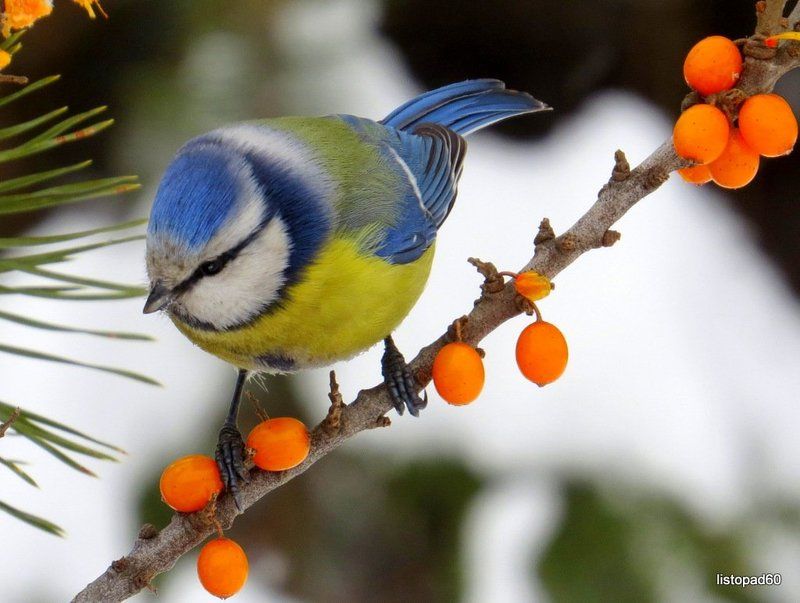 Птицы  фото превью