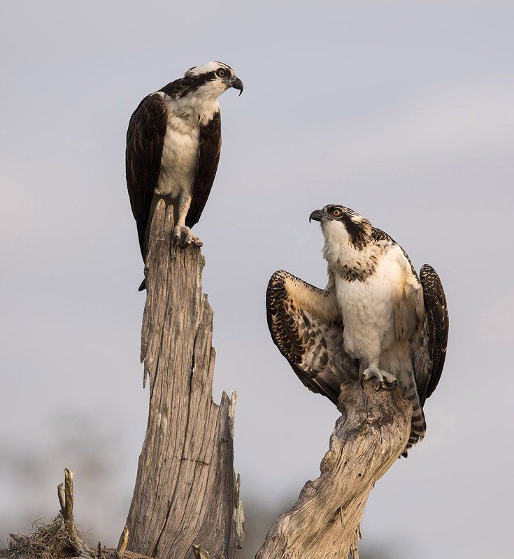 скопа, osprey, florida, флорида, blue cypress lake Диалог. Оsprey фото превью