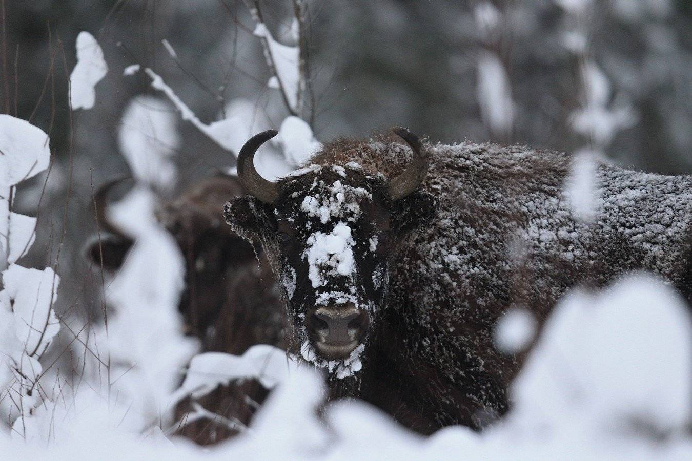 , Андрей Шимчук