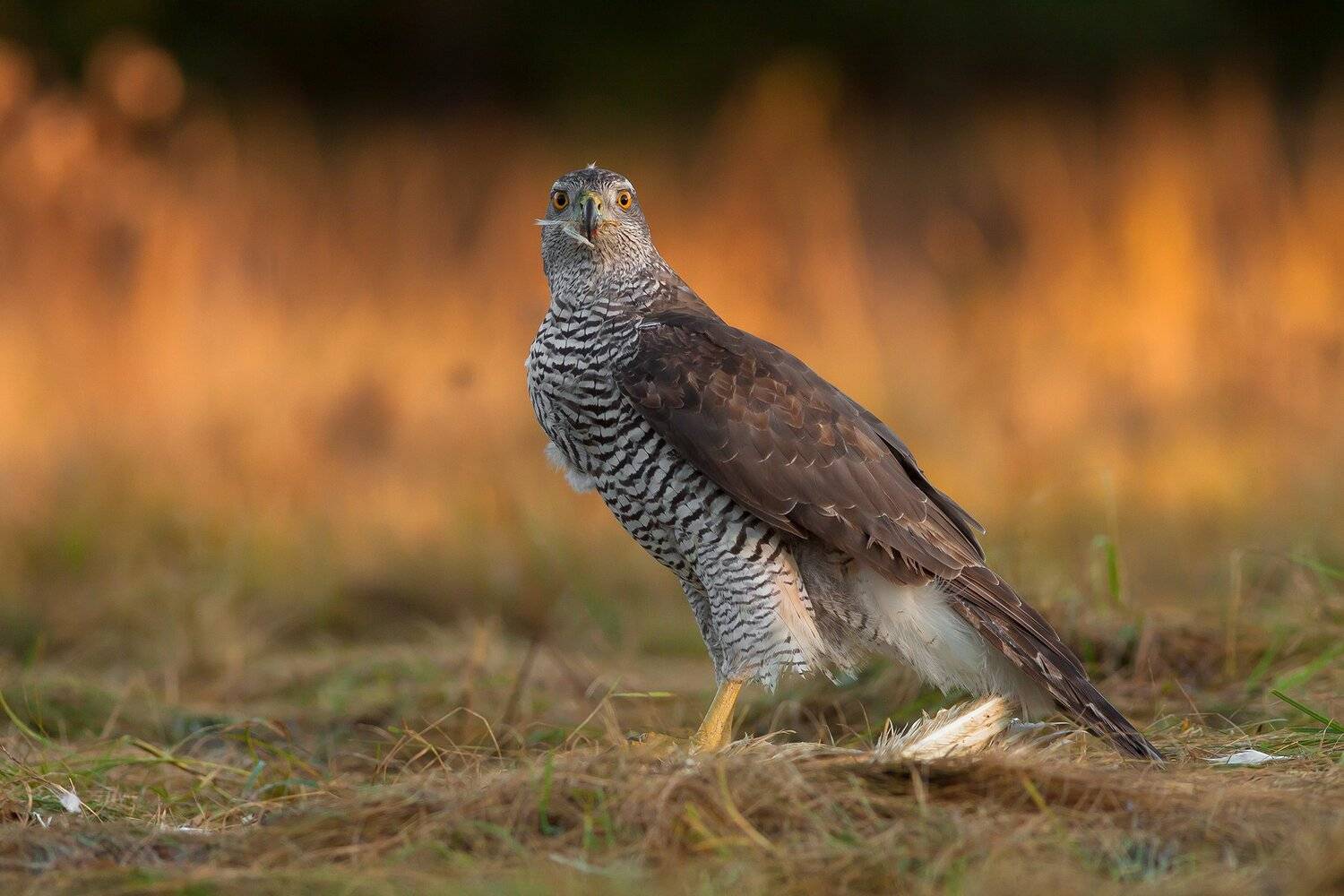 , Łukasz Sok&oacute;ł