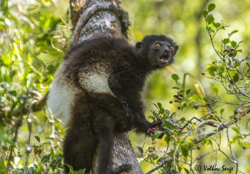 сифака милн-эдвардса, propithecus edwardsi, milne-edwards\' sifaka, national park ranomafana, мадагаскар, фотоохота, дикие животные, дикая природа, лемуры Утикай! фото превью