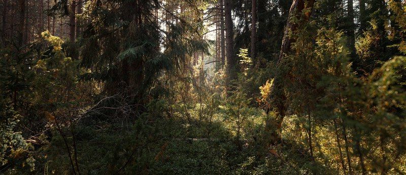 тверь, тверская область Лесной массив фото превью