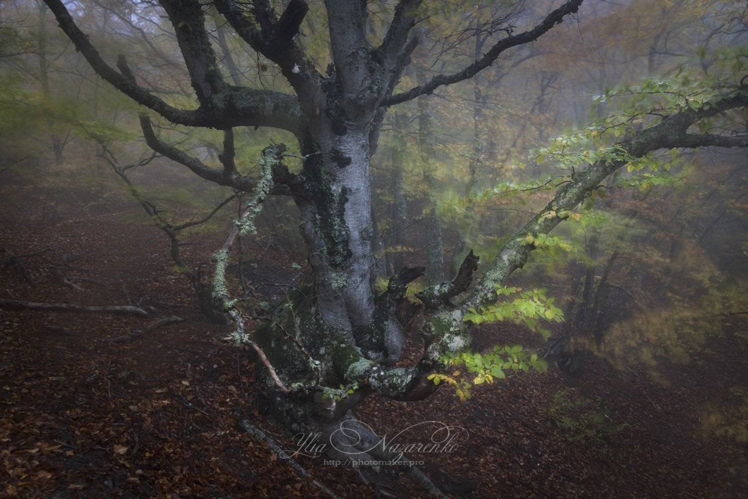 дерево, деревья, туман, дымка, осень, лес, ветер, свет, woodland, tree, trees, forest, mystic, myctical, fog, mist, mood, чаща, autumn, мистика, сказка, образ,, Юлия Назаренко