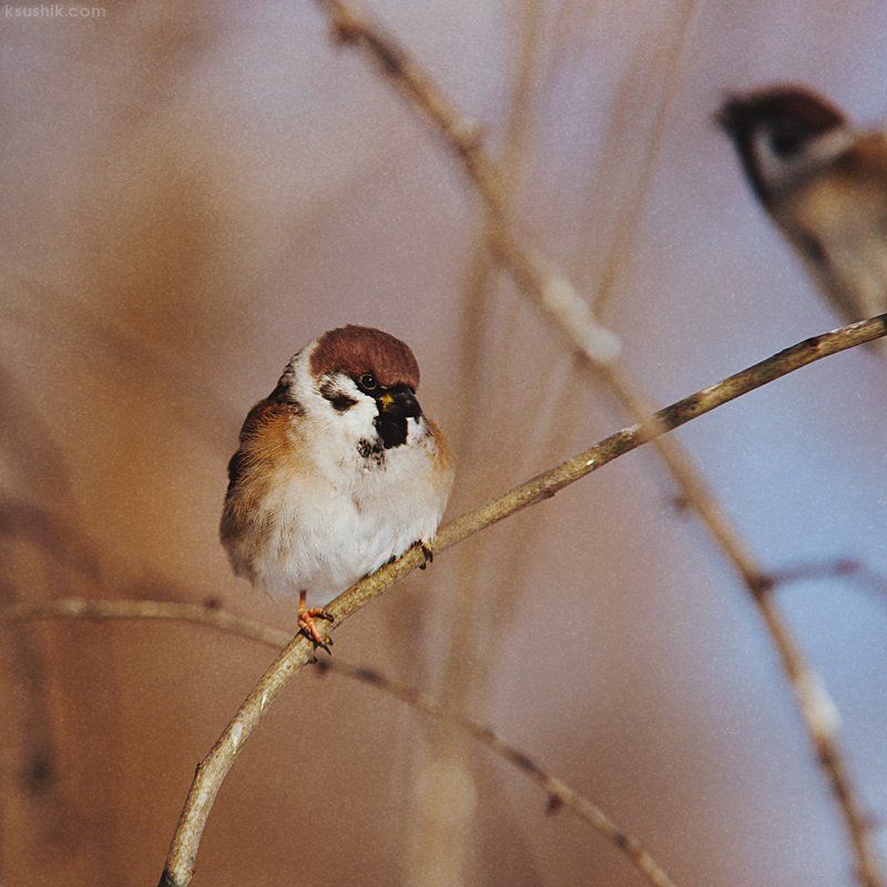Birds фото превью