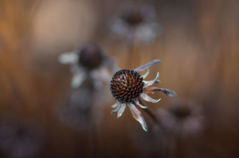 Завяло ,отцвело фото превью