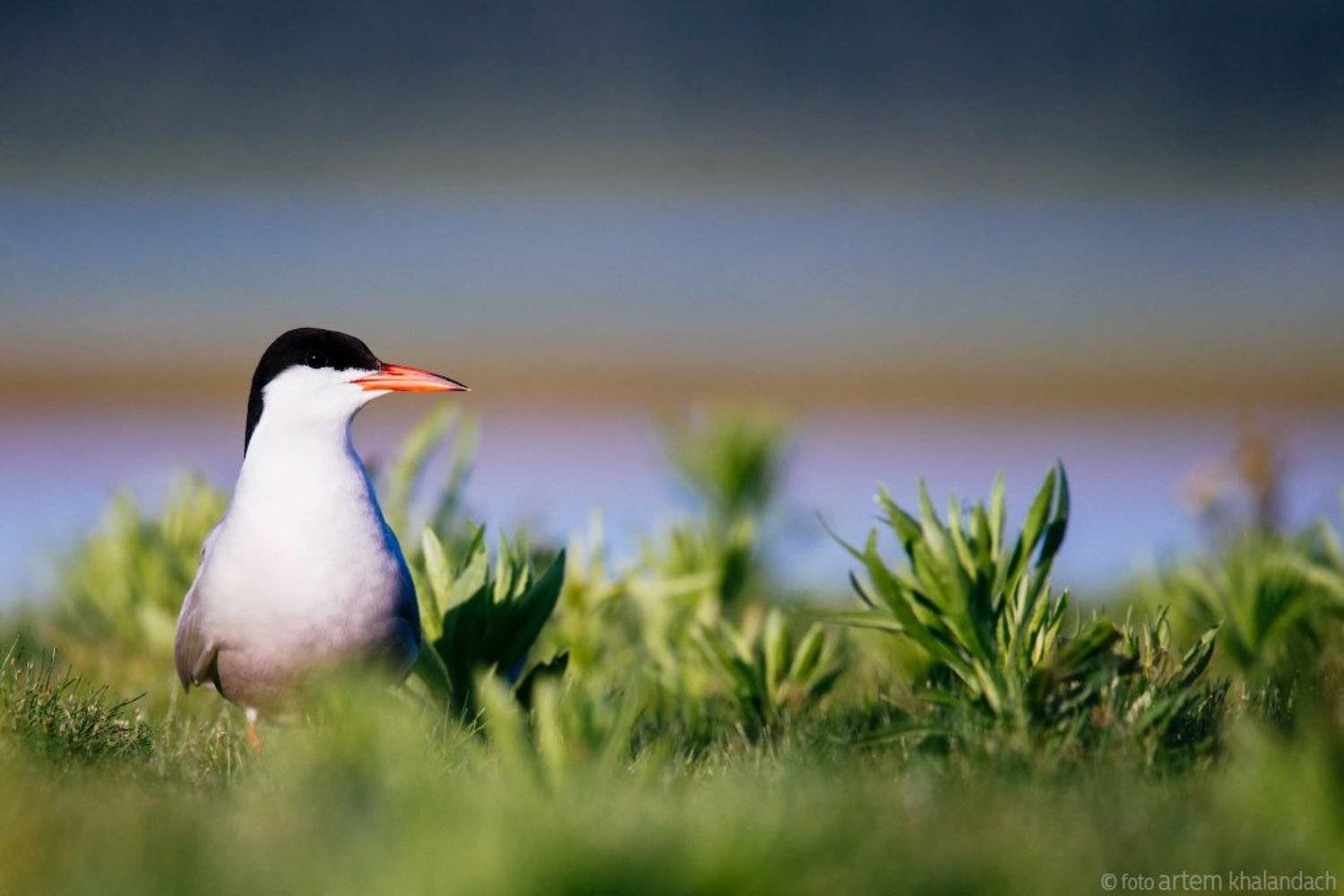 , Артем Халандач